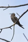 Brown Booby, Sula leucogaster