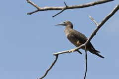 Brown Booby, Sula leucogaster