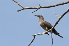 Brown Booby, Sula leucogaster