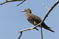 Brown Booby, Sula leucogaster