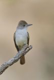 Brown-crested Flycatcher, Myiarchus tyrannulus