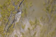 Brown-crested Flycatcher, Myiarchus tyrannulus