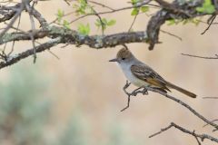 Brown-crested Flycatcher, Myiarchus tyrannulus