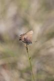 Brown Elfin, Callophrys augustinus