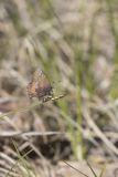 Brown Elfin, Callophrys augustinus