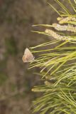 Brown Elfin, Callophrys augustinus