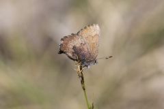 Brown Elfin, Callophrys augustinus