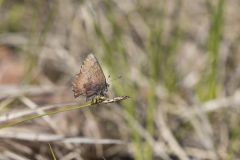 Brown Elfin, Callophrys augustinus