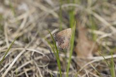 Brown Elfin, Callophrys augustinus