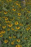 Brown-eyed Susan, Rudbeckia triloba