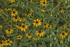 Brown-eyed Susan