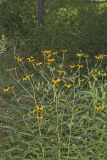 Brown-eyed Susan, Rudbeckia triloba