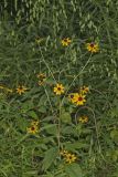 Brown-eyed Susan, Rudbeckia triloba