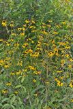 Brown-eyed Susan, Rudbeckia triloba