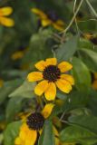 Brown-eyed Susan, Rudbeckia triloba