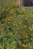 Brown-eyed Susan, Rudbeckia triloba