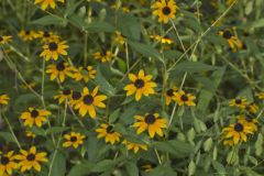 Brown-eyed Susan, Rudbeckia triloba