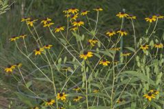 Brown-eyed Susan, Rudbeckia triloba