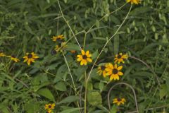 Brown-eyed Susan, Rudbeckia triloba