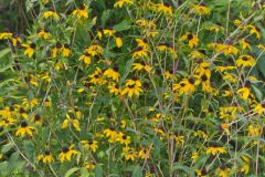 Brown-eyed Susan, Rudbeckia triloba