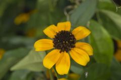 Brown-eyed Susan, Rudbeckia triloba