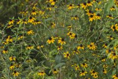 Brown-eyed Susan, Rudbeckia triloba