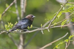 Brown-headed Cowbird, Molothrus ater