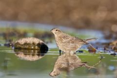 Brown-headed Cowbird, Molothrus ater