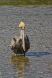Brown Pelican, Pelecanus occidentalis