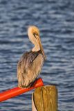 Brown Pelican, Pelecanus occidentalis