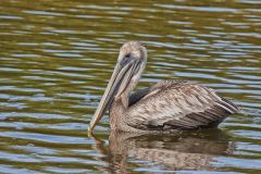 Brown Pelican, Pelecanus occidentalis