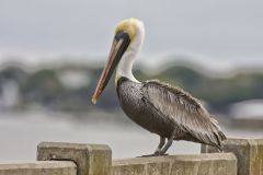 Brown Pelican, Pelecanus occidentalis
