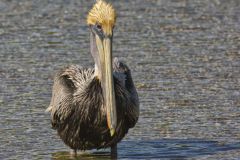 Brown Pelican, Pelecanus occidentalis