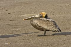 Brown Pelican, Pelecanus occidentalis