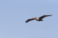 Brown Pelican, Pelecanus occidentalis