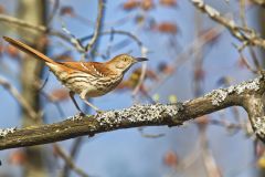 Brown Thrasher