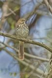 Brown Thrasher, Toxostoma rufum