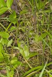 Brown Widelip Orchid, Liparis liliifolia