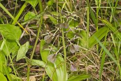 Brown Widelip Orchid