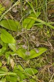 Brown Widelip Orchid, Liparis liliifolia