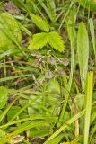 Brown Widelip Orchid, Liparis liliifolia