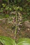 Brown Widelip Orchid, Liparis liliifolia
