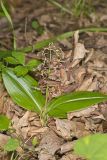 Brown Widelip Orchid, Liparis liliifolia