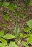 Brown Widelip Orchid, Liparis liliifolia