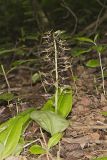 Brown Widelip Orchid, Liparis liliifolia