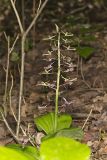 Brown Widelip Orchid, Liparis liliifolia
