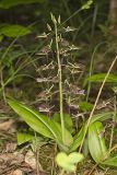 Brown Widelip Orchid, Liparis liliifolia