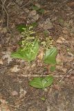 Brown Widelip Orchid, Liparis liliifolia