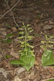 Brown Widelip Orchid, Liparis liliifolia