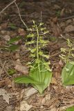 Brown Widelip Orchid, Liparis liliifolia